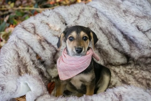 Welpe *FUNNY* - was wünscht sich ein kleines Welpenmädchen am allerliebsten?