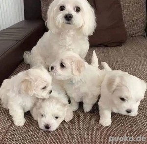 Wunderschöne reinrassige Malteserhündin. 4917668441254 