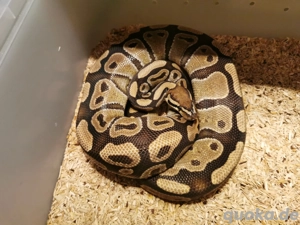 Königspython, Python regius 