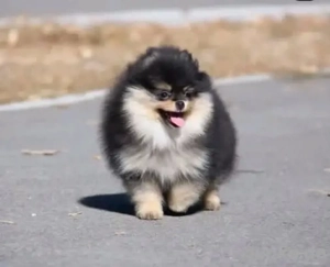 Meet Our Cute  Puppy Looking for Forever Families