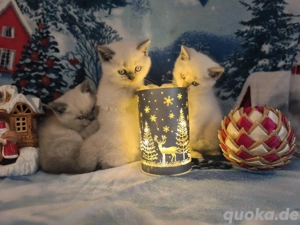 BKH Britisch Kurzhaar Blau Point CHRISTMAS Kätzchen 