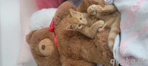 4 monate altes männliched kätzchen  Bild 2