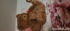 4 monate altes männliched kätzchen  Bild 3