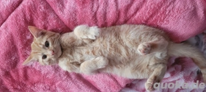 4 monate altes männliched kätzchen  Bild 5