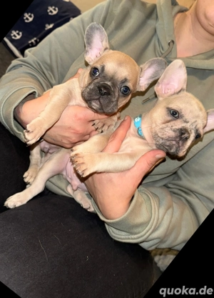 Französische Bulldogge Welpen 