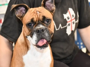 Nina sucht ihr Zuhause (noch auf Sardinien)