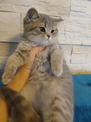 BKH Kitten,Bkh Katzen  Bild 6