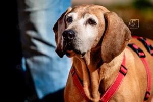 Rei sucht sein Zuhause