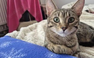 Ein Herz aus Samt: Lernen Sie den sanften Schnurrzel kennen