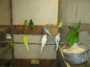 Wellensittiche Halbstandard verschiedene Farben