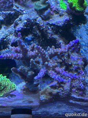 Accropora sps Koralle Meerwasser