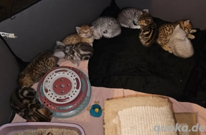 BKH KITTEN Britisch Kurzhaar 