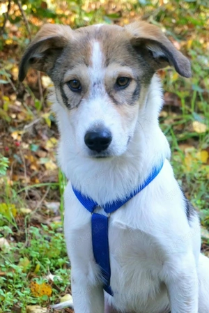 Ozzy - junger Wirbelwind 