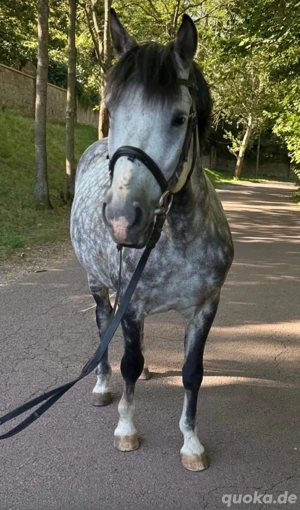Professor sucht Reitbeteiligung 