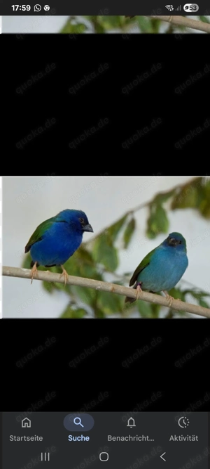 Forbes Papageiamadinen 