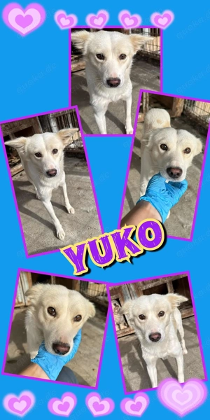 lieber, menschenbezogener, wunderschöner Rüde "Yuko" sucht ein liebevolles Zuhause 