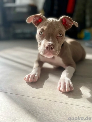 American Pocket Bully Weibchen 