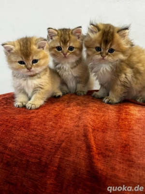 wünderschöne BKH Kitten mit Stammbaum