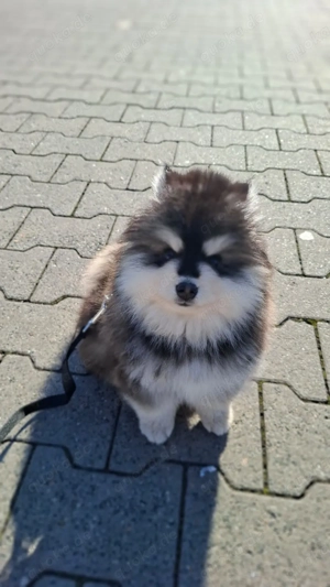 Wundervoller Mini Pomsky Rüde sucht DRINGEND ein liebevolles Zuhause!