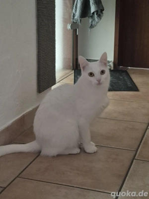 wunderschöne weiße samtpfote 