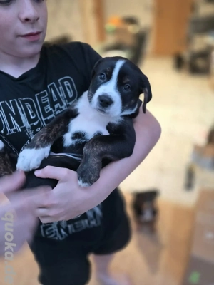 Edel Mischlings Welpen American Bully x Schäferhund
