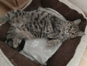 niedliche aufgeweckte BKH-Mischlings-Katze sucht ein geräumiges schönes Zuhause