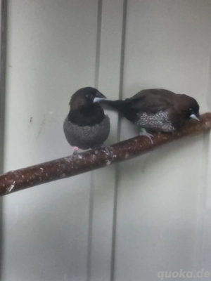 Japanische Möwchen ,,Pärchen"