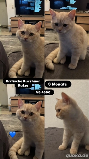 Katzen zu verkaufen