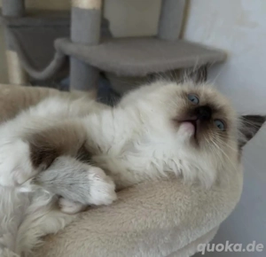 Ragdoll Kitten ab sofort verfügbar