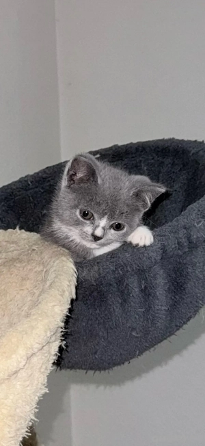 BKH mix Katzen Bild 3