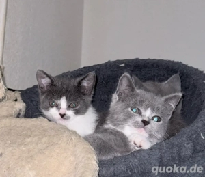 BKH mix Katzen Bild 2