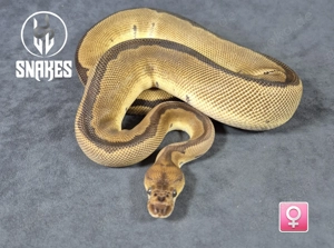 0.1 Clown Blade NZ24 - Königspython Python regius