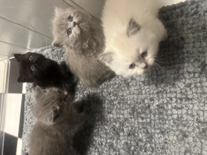 BKH   BLH zum Resavieren