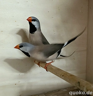 2 Spitzschwanzamandine