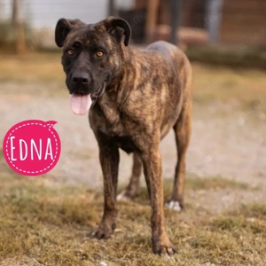 Edna, liebe Cane Corso Mix Hündin verdient endlich ein Zuhause