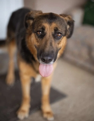 Avis, liebe Mischlingshündin Deutscher Schäferhund such dringend ein Zuhause Bild 4