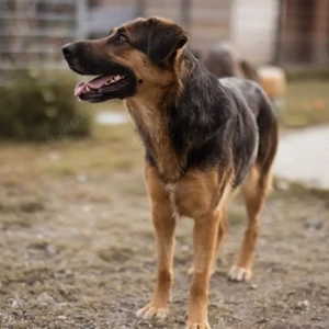 Avis, liebe Mischlingshündin Deutscher Schäferhund such dringend ein Zuhause Bild 2