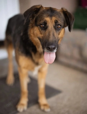 Avis, liebe Mischlingshündin Deutscher Schäferhund such dringend ein Zuhause Bild 5