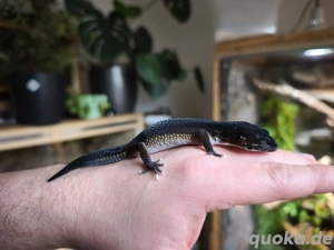 Leopardgecko Black Night 