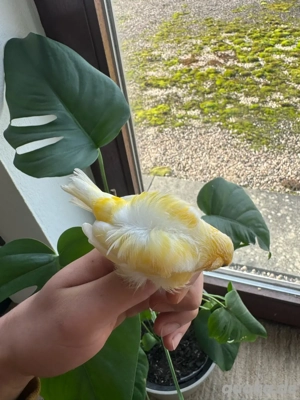 nordholländer Kanarienvögel