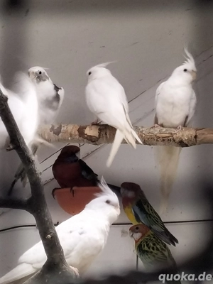 Nymphensittiche und Penantsittiche 