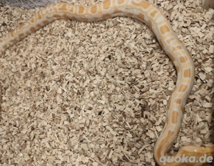 1.0 Albino Tigerpython von 08.25