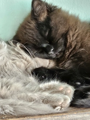 Katzenkitten Extrasüß