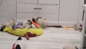 Mops welpen Mopswelpen