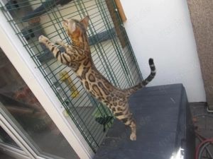 Bengaal Deckkateer Bild 6