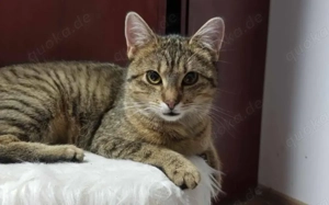 Anschmiegsame Kiki wünscht sich ein Happy End