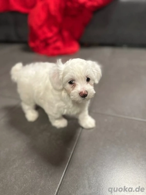 bichon Malteser minitoy