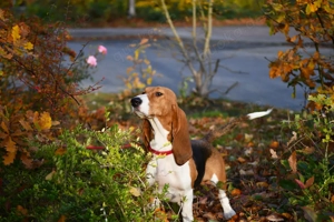 Bea sucht ein neues Zuhause. Eine Basset Artesien Normand Hündin.