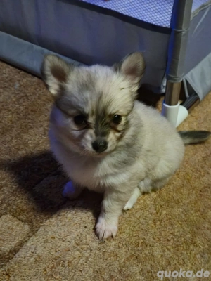 zwergspitz chihuahua mix welpen 