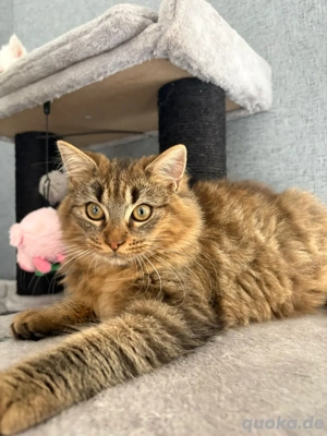 Unsere Katzen suchen ein neues Zuhause 